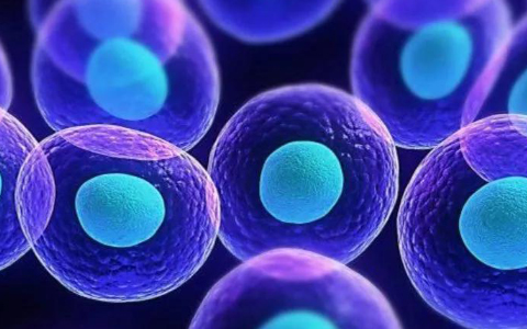 干细胞抗衰能延长寿命吗